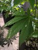 IMG_20170704_113140.jpg