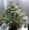 Trainwreck plant1-pic1 -7-12-2017.jpg