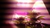 45- 28 daysflowering week four d1 .jpg