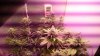 46- 28 daysflowering week four d2.jpg