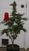 Fireballs-P1-Day57-Harvest-2.JPG