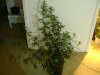 DSC00781.jpg