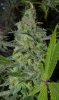 GreenCrack (2) - Copy.jpg