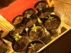 10th august 2017 day 20 of growth.JPG