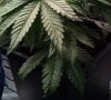 Rif Mountain crinkled leaf trait pic1 -8-8-2017.jpg