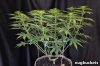 main-lining-for-flat-indoor-plants-sm.jpg