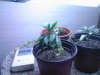 plant prob.jpg