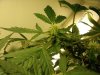 Day 69 - Day 27 of Flowering 1.jpg