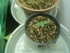 Big Bang 7days old from germination.jpg