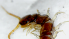 Lithobius forficatus.png