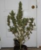 ColumbianGold-P2-Day53-Harvest-1.JPG