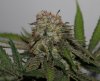 BlueHarley-BX1-Harvest-Day49-3.JPG