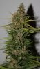 BlueRipper-P2-Day59-Harvest-2.JPG