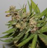 BlueRipper-P1-Day59-Harvest-3.JPG