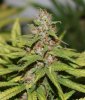 BlueRipper-P2-Day59-Harvest-3.JPG