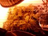 barb under 250 watt HPS.jpg