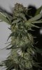 BlueHarley-BX1-Harvest-Day49-2.JPG