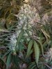 OAXACAN X NEPALI SPECTRUM KING HARVEST 176.JPG