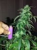 blurple plant.jpg