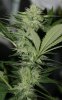 BlueRipperBX1-P2-Day28-1.JPG