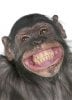 3c1d5fd578a17130212654da1188faf9--monkey-business-happy-weekend.jpg