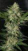 BlueRipperBX1-P2-Day35-1.JPG