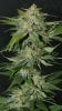 BlueRipperBX1-P3-Day35-1.JPG