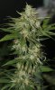 BlueRipperBX1-P2-Day42-1.JPG