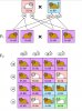 Dihybrid cros.jpg