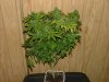 7weeks RDI-HB2_4weeksHB3_2weeksKT-HBclone006.jpg