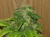 7weeks RDI-HB2_4weeksHB3_2weeksKT-HBclone014.jpg