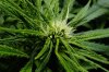 young-3-week-old-cannabis-bud-flowering-stage-sm.jpg