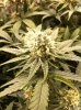 11.22_2x4other-mystery-pheno.jpg