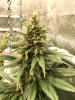 12.01_DieselSkunk-bud.jpg