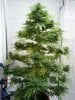 f575929e765206a4ed8fd1c31a14889a--xmas-trees-weed.jpg