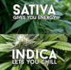 Indica & Sativa #UnitFarm.png