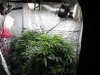 1-2-17 before defoliation.JPG