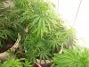 new pics babaies 008.JPG