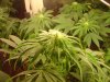 60 day old Adam 22nd day flowering 3.JPG