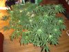 60 day old Adam 22nd day flowering 4.JPG