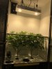 cabinet1_NL_scrog1.jpg