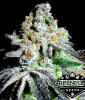 p-509-gorilla-wreck-cannaventure-gps-seeds-2_grande_49ca476f-d6e8-4730-adcd-f63de7d17d73-510x600.png