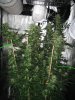 200521_auto-ultimate-try-bud-swelling-techdutch-passionautoultimate.jpg