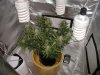 2018grow - 54 dats.jpg