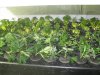 grow setup 004.jpg