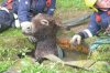 02-donkey-stuck-in-well-300x199.jpg