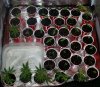 Seeds-Clones-2-24-2018.JPG