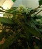 Day 72 - Day 30 of Flowering.JPG