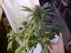 Lower Outside flowering 11_17.JPG