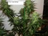 42days flowering @ 12-12 002.jpg